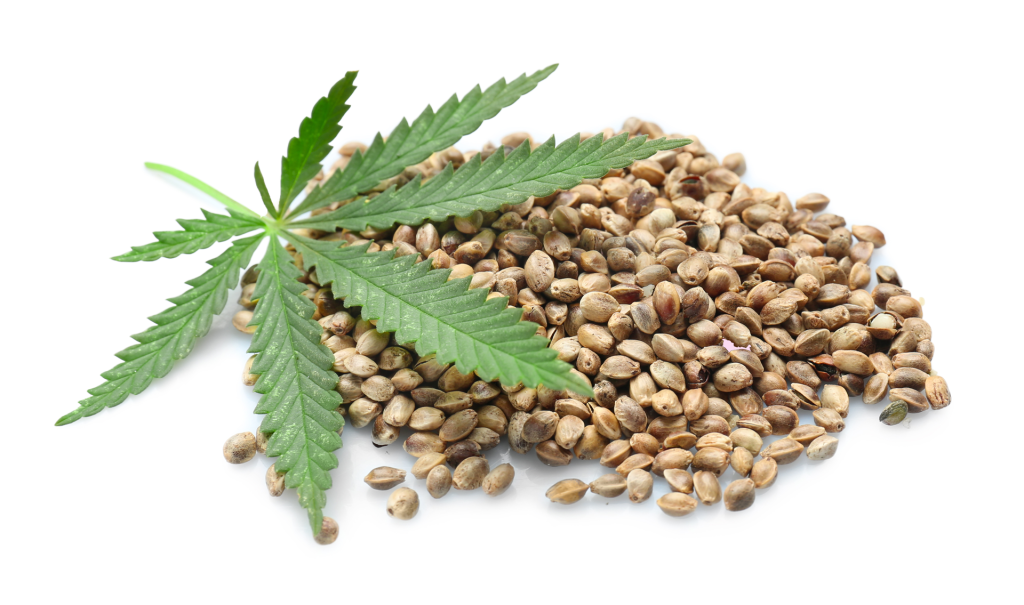 Hemp leaves and hemp seeds  