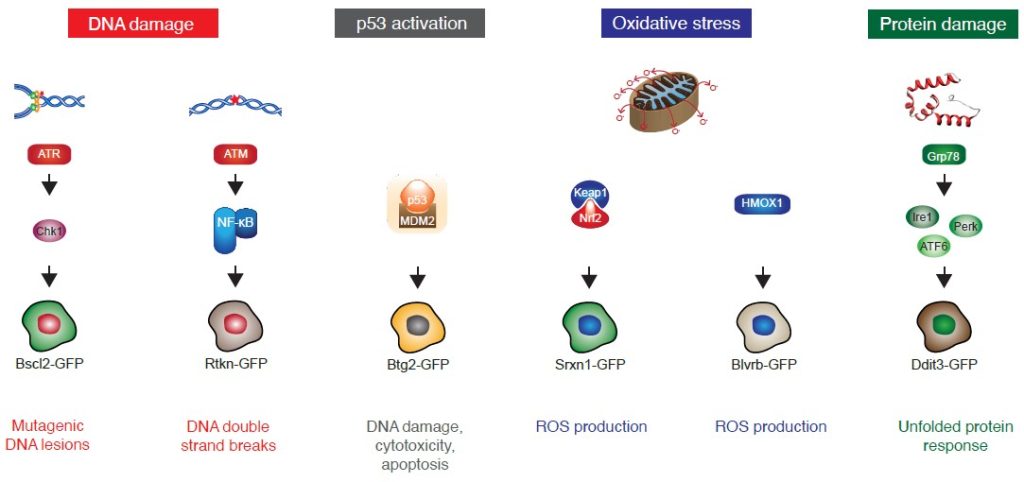 Illustration of the 6 reporter cell lines that ToxTracker uses to identify DNA damage.