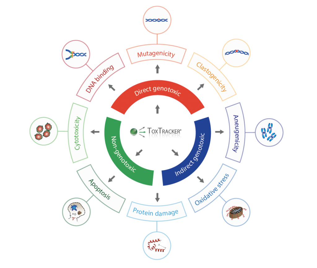 Illustration of the modes of action the ToxTracker assay can pinpoint when testing chemicals and compounds.  