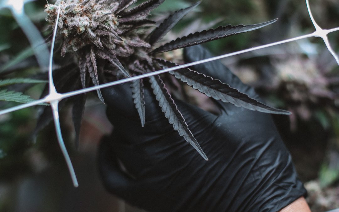 Cannabis Testing for Micro Cultivators in 3 Steps