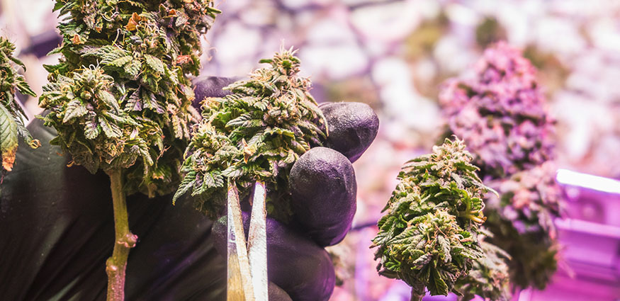image of trimming medical cannabis marijuana buds