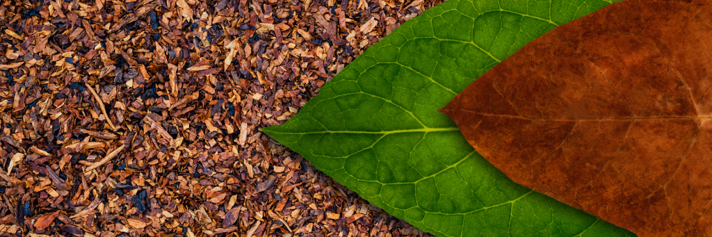 Tobacco dry leaf.