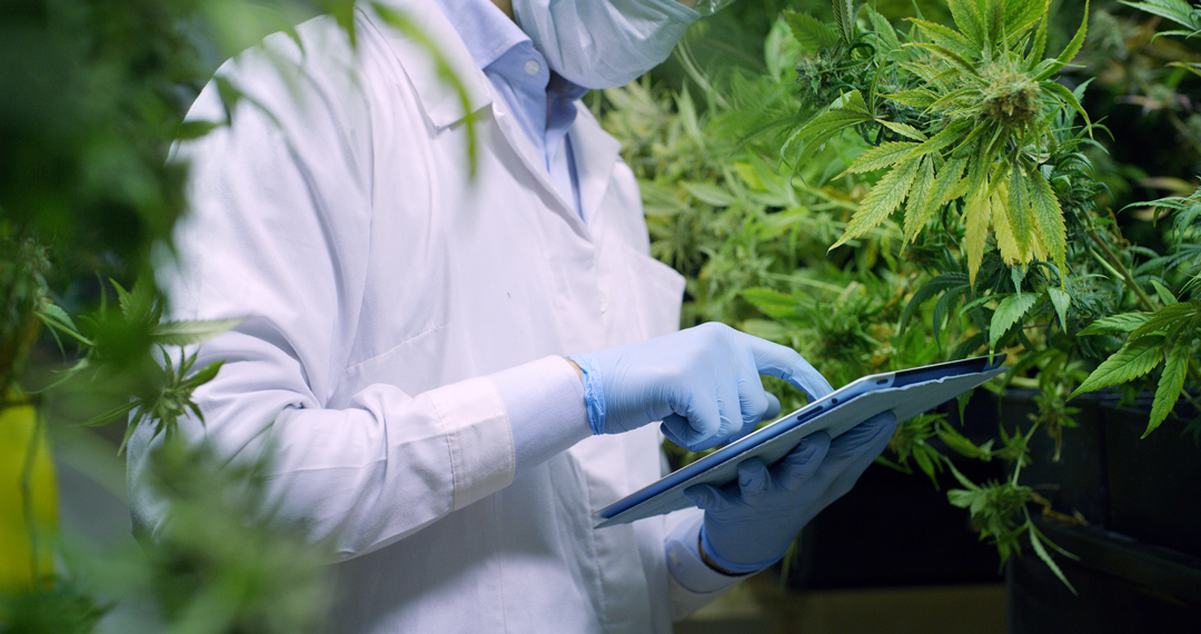 shutterstock_1296584863_041425 Testing hemp plants pre-harvest
