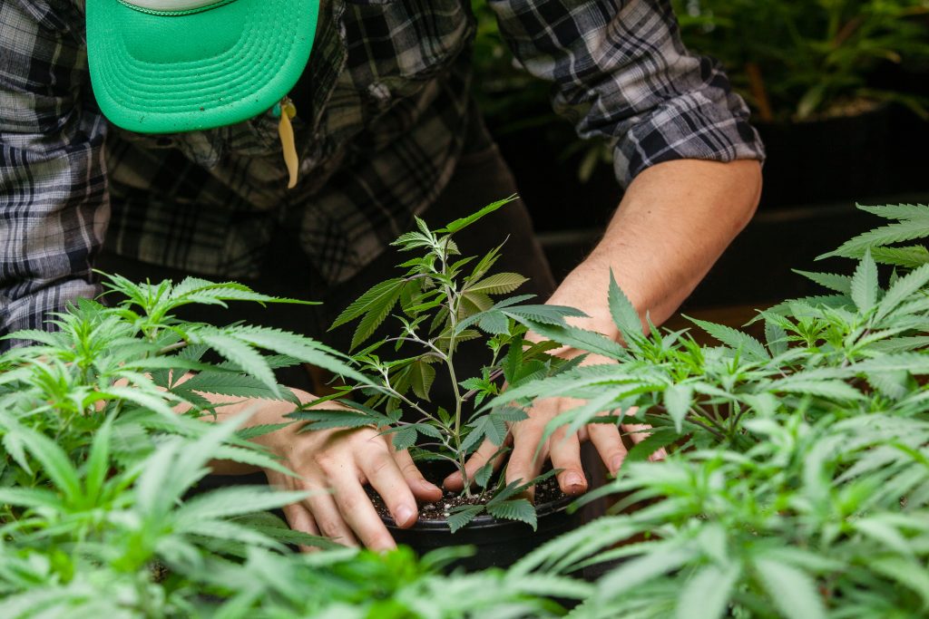 Farmer Puts His Marijuana Plant Into the ground